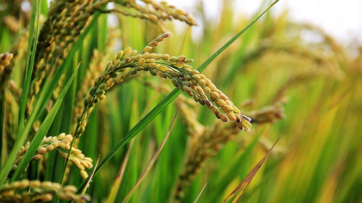 The area under summer-sown rice stood at 42.68 million hectares as of September 11, nearly 4% lower than a year earlier, government data showed.