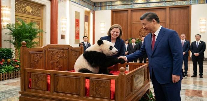Panda agreements can sometimes coincide with periods of improved or strategically important relations between China and another country. (AI image) Panda agreements can sometimes coincide with periods of improved or strategically important relations between China and another country. (AI image)