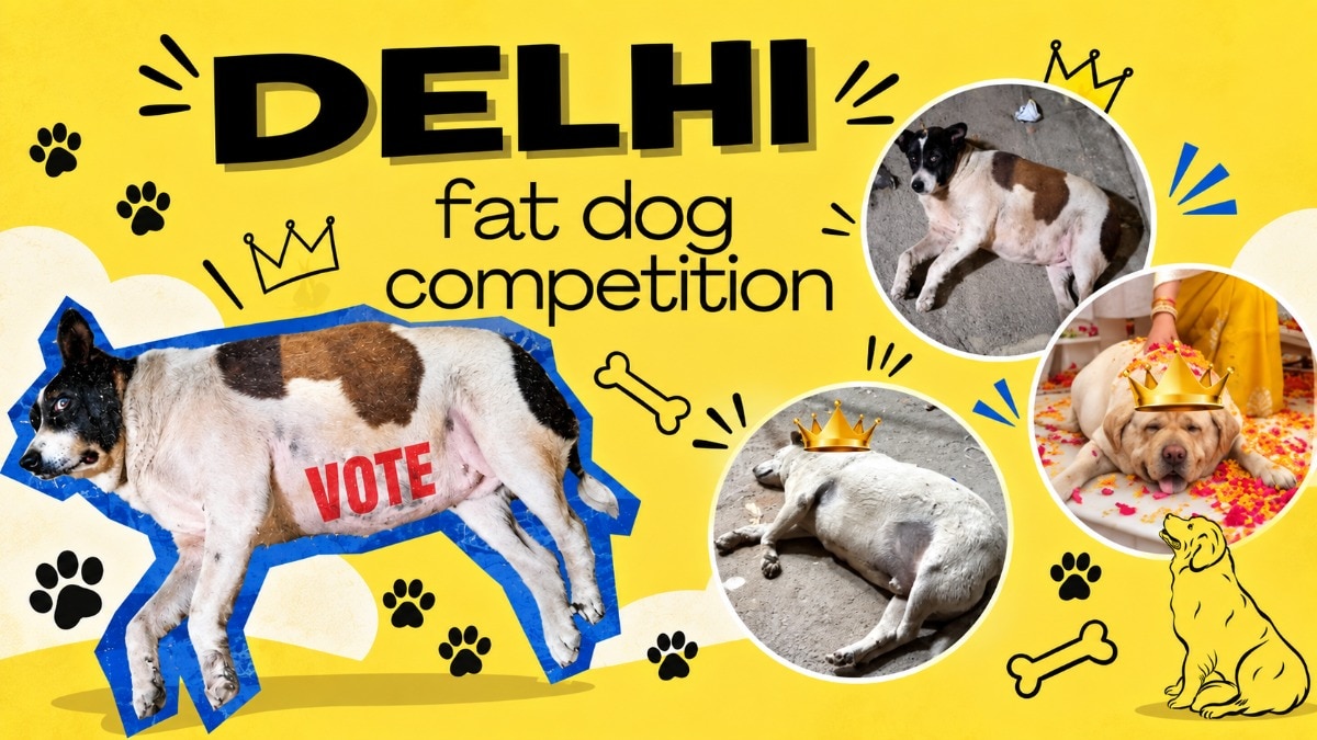 Delhi’s biggest battle of the week is between fat dogs