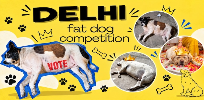 Delhi’s biggest battle of the week is between fat dogs Delhi’s biggest battle of the week is between fat dogs