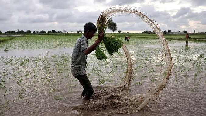 Erratic monsoon: Crops affected by excess rainfall in areas and deficit in others 