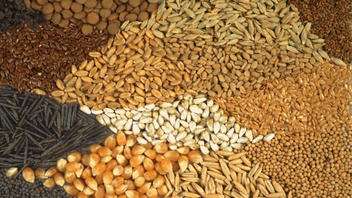 The MSP is the government-announced minimum price at which eligible crops are procured under the applicable procurement mechanism. The latest revision comes ahead of the Rabi sowing cycle.