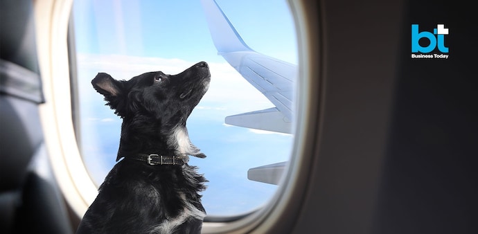 Among major airlines, Air India and Akasa Air are the two practical options for passengers who want a structured service for travelling with their pets. Among major airlines, Air India and Akasa Air are the two practical options for passengers who want a structured service for travelling with their pets.
