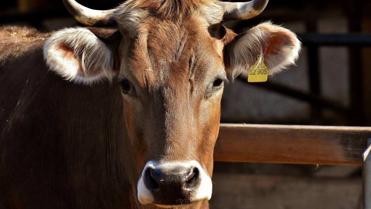 The virus has also affected milk production in infected cattle herds.