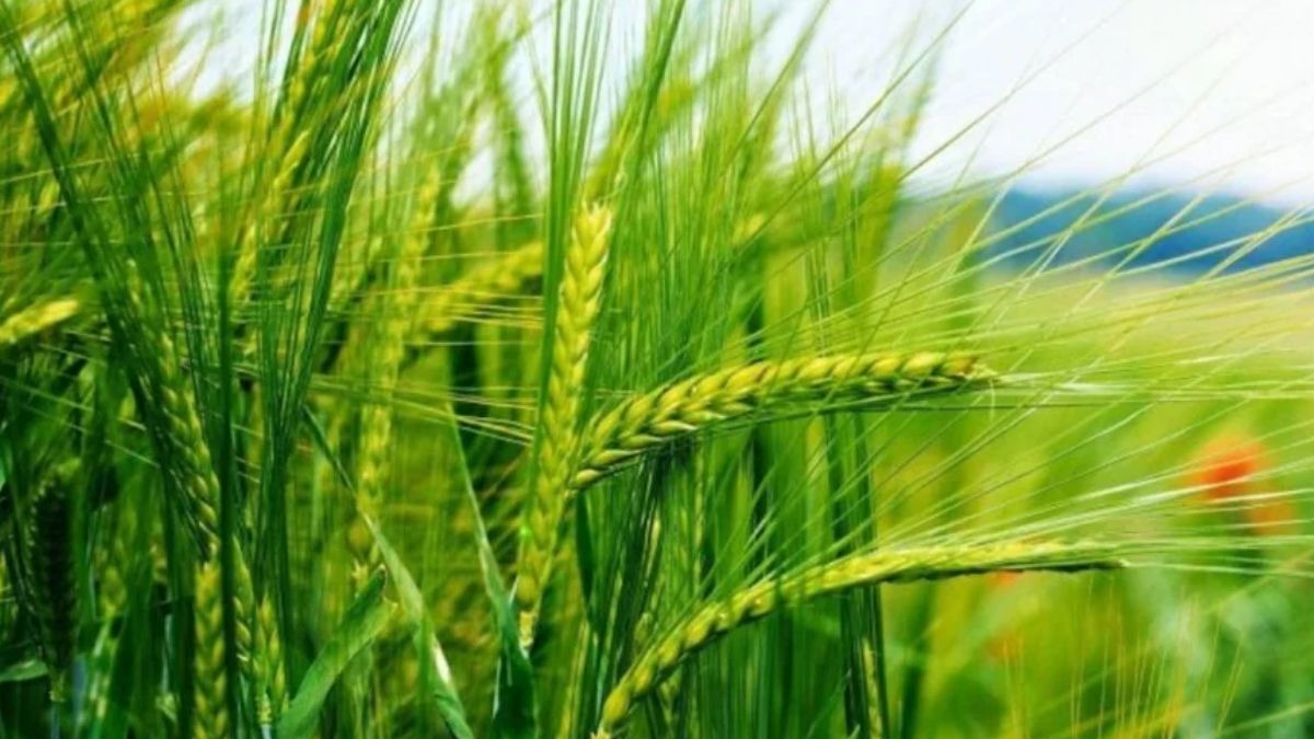 The rabi season is important for crops such as wheat, mustard and several pulses.