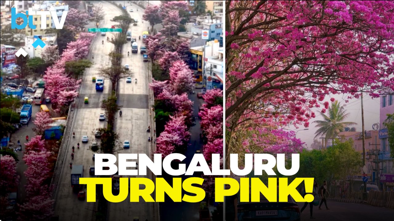 Bengaluru’s Pink Bloom Goes Digital | Techie Maps City’s Viral Flower Season