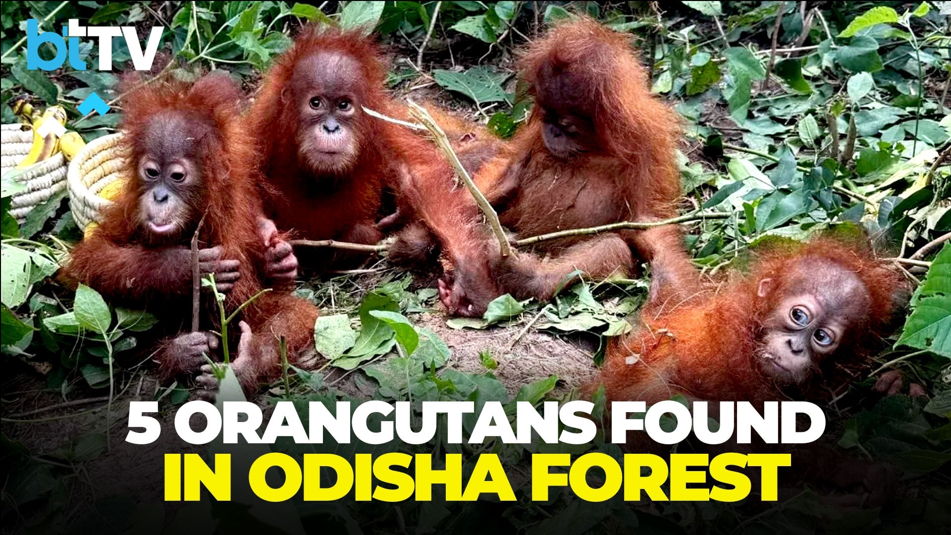 Five Orangutans, One Black SUV: Odisha Probe Into Possible Wildlife Smuggling