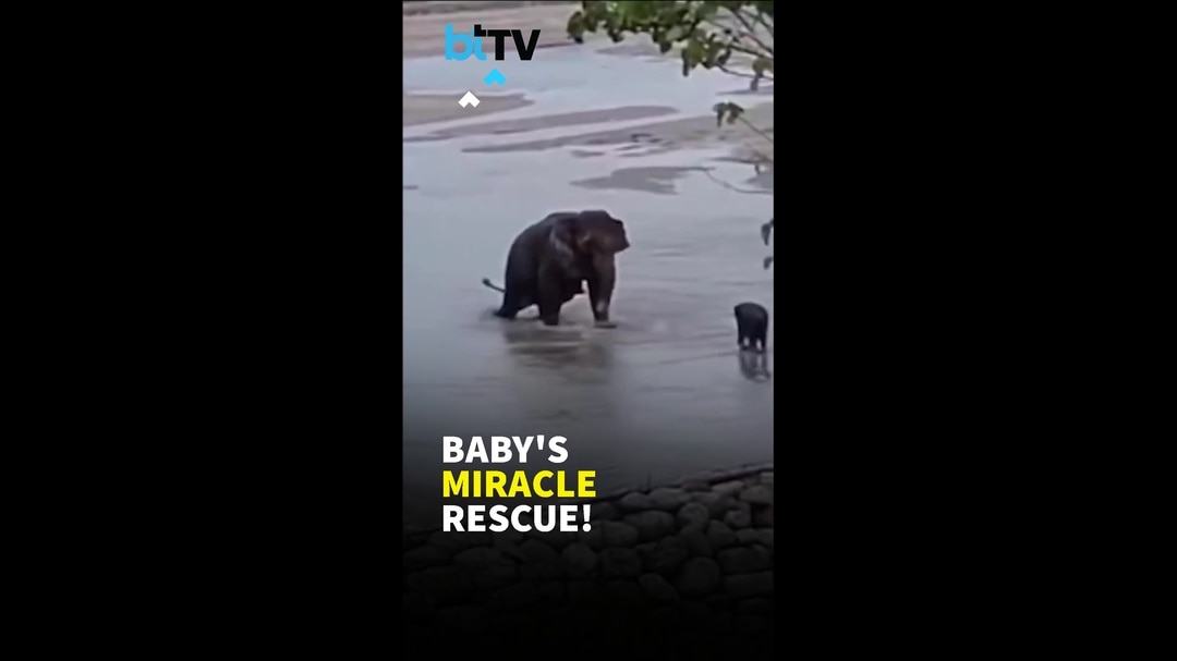 Heartwarming Rescue: Fishermen Save Baby Elephant,