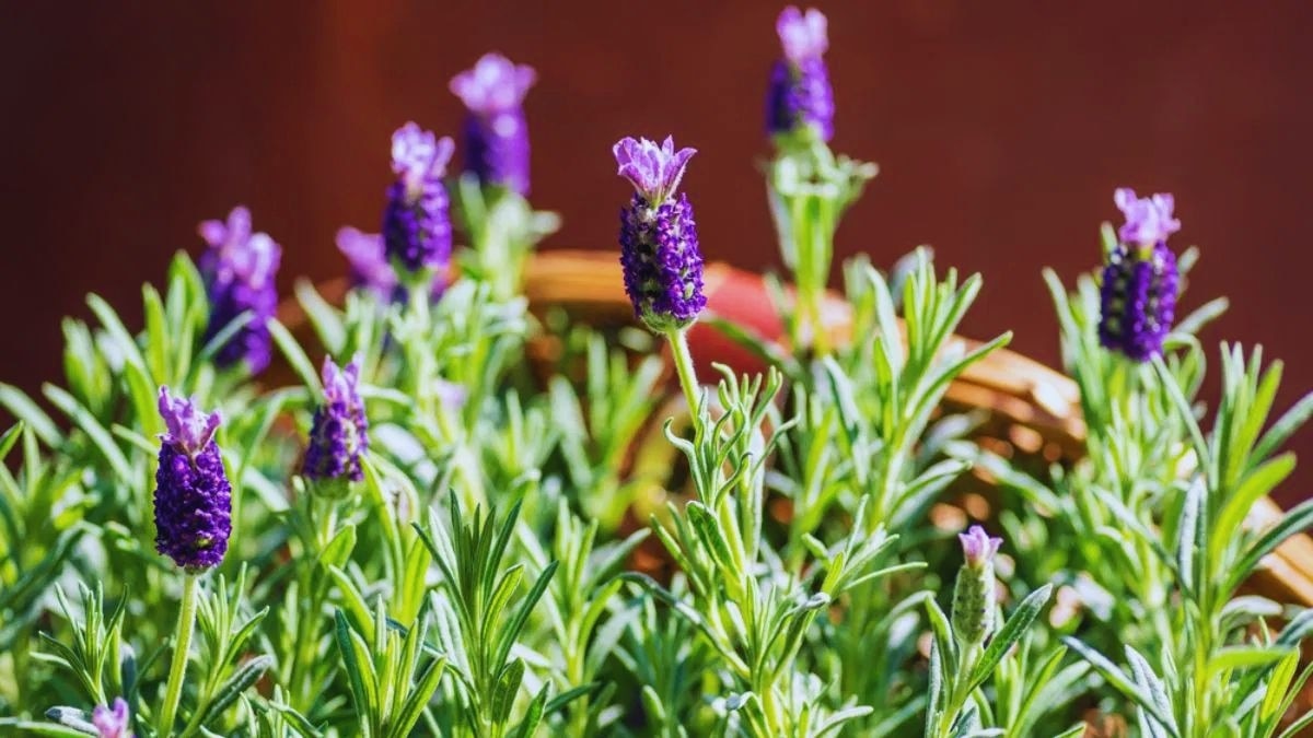 Lavender Farming Emerges as New Income Source for Farmers