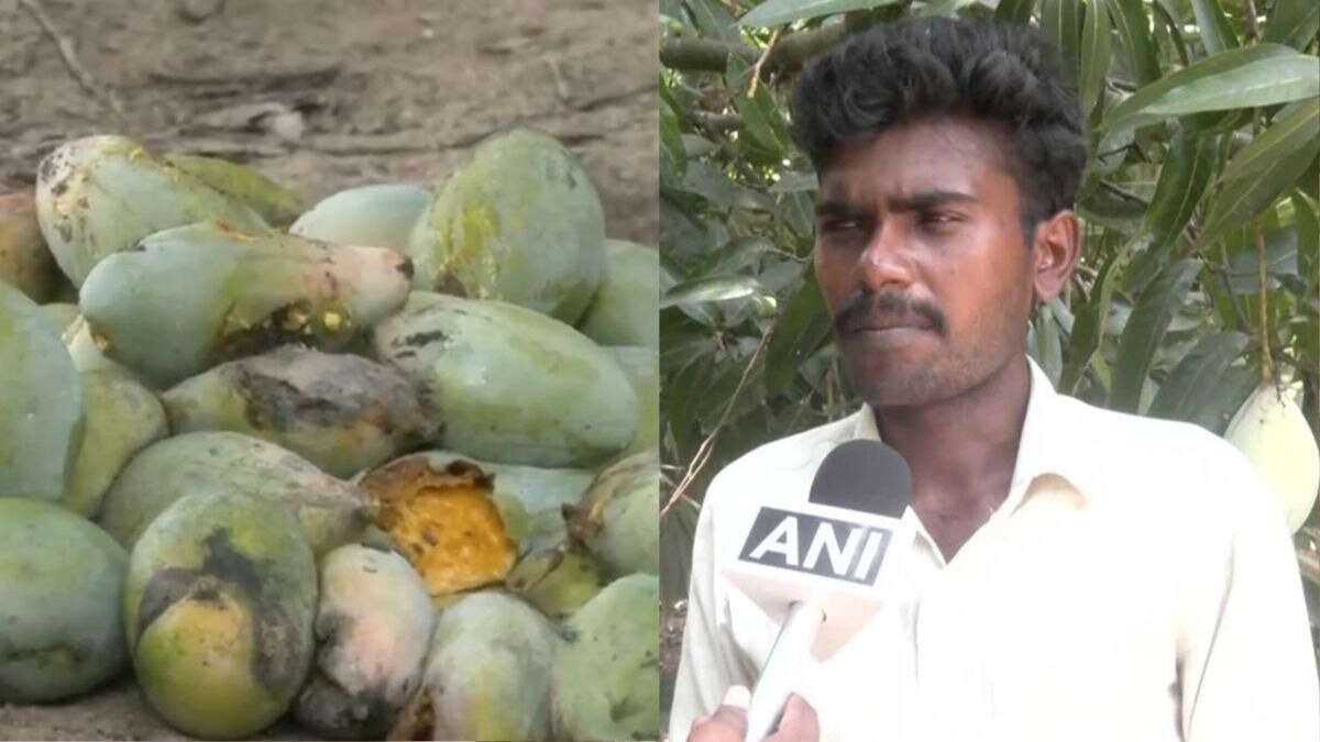 Mango Prices Crash to ₹3 Per Kg