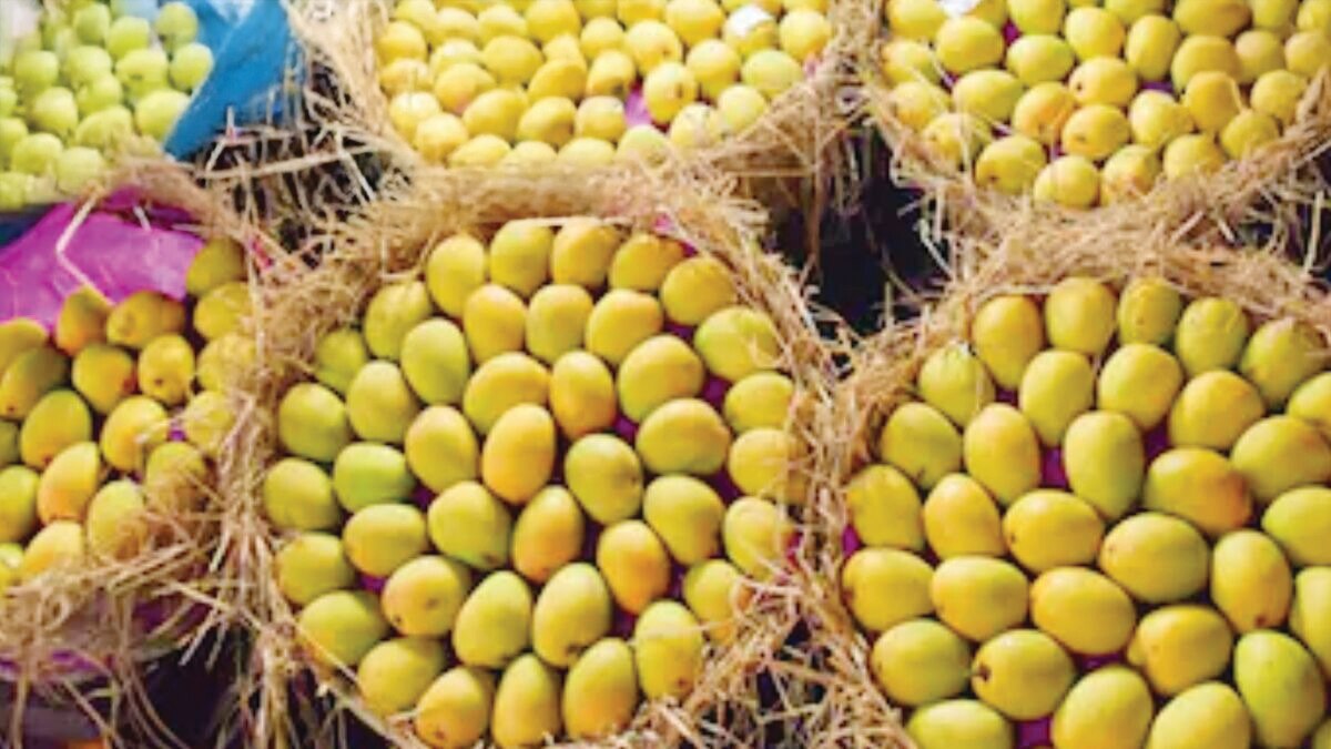 Malda Mangoes Create a Sensation in Foreign Markets