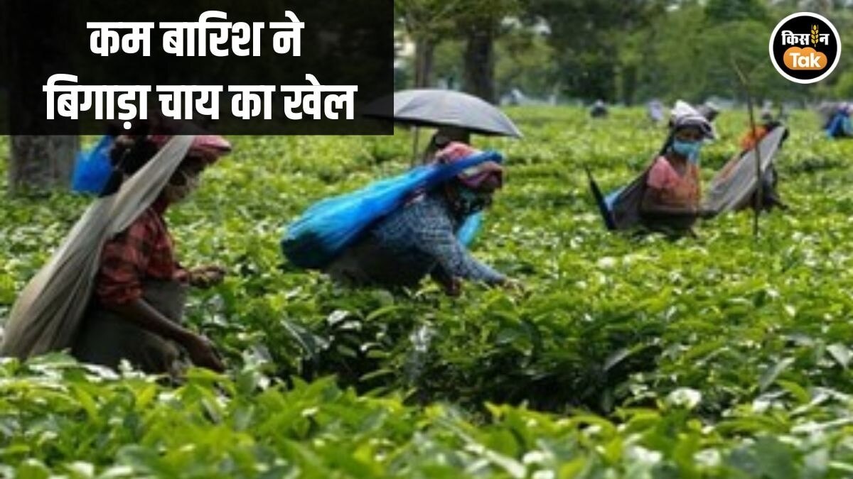 Decline in Tea Production