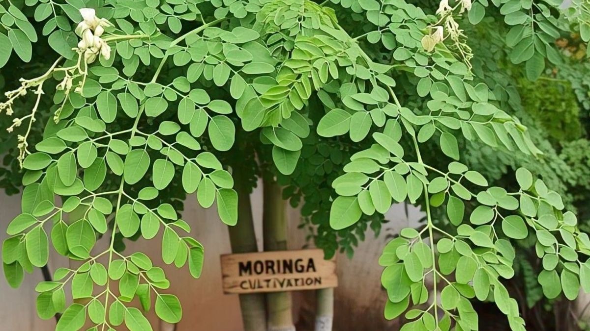 Right Time to Plant Moringa (Sahjan) as Nutritious Green Fodder for Livestock
