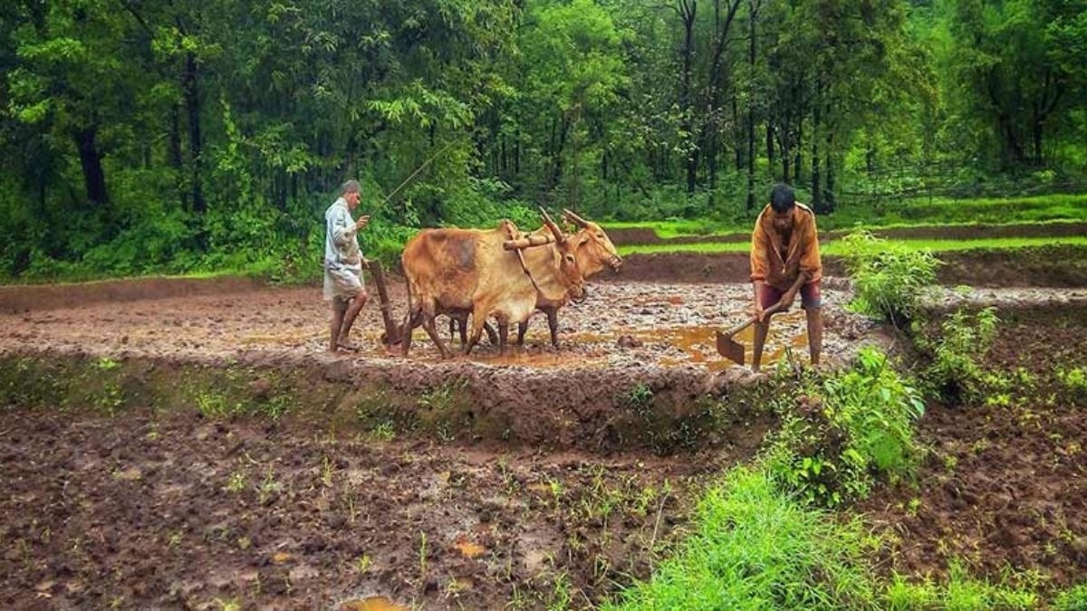 Scope of Natural Farming Expands Rapidly in India: Over 20 Lakh Farmers and 10 Lakh Hectares Covered