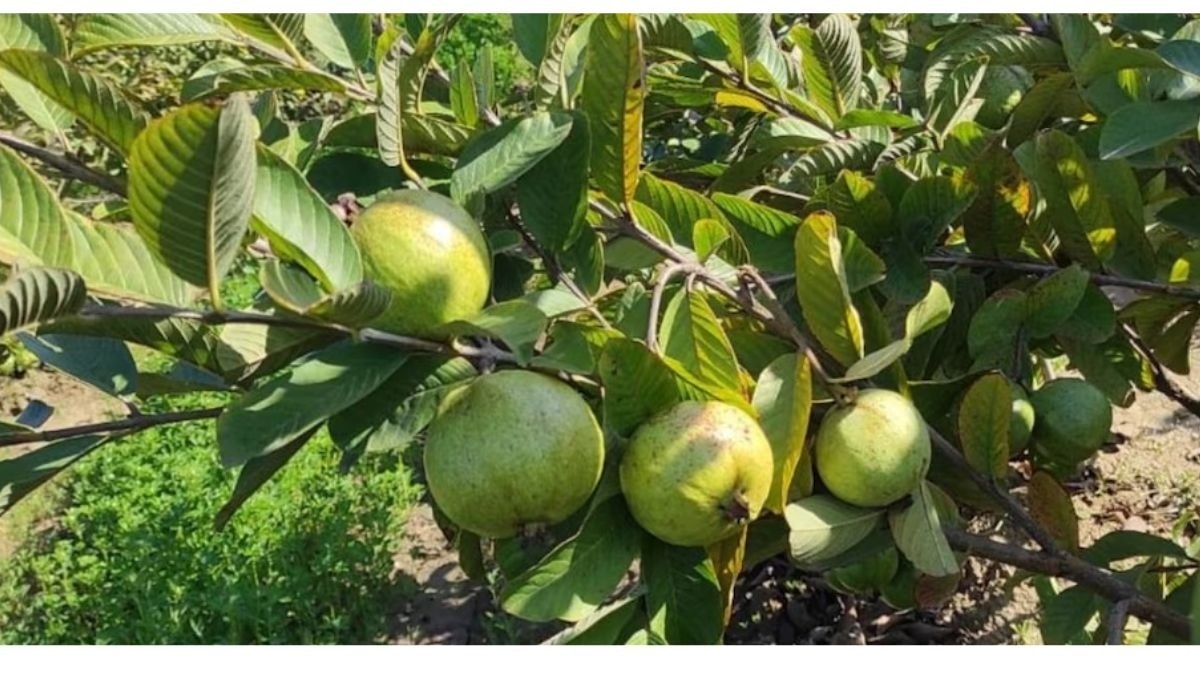 Anthracnose Disease in Guava During Monsoons: Causes, Symptoms, and Prevention