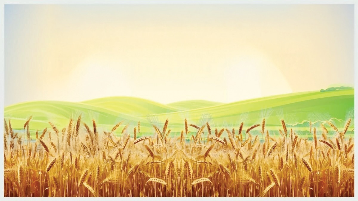 ICAR Develops New Heat-Tolerant Wheat Variety DBW 425