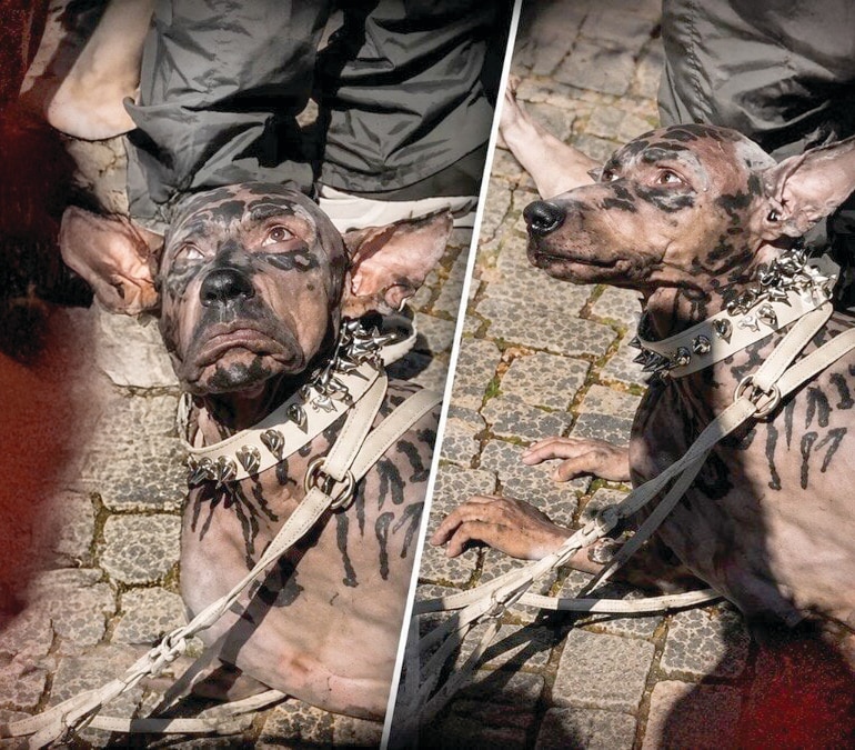 Man Spends Millions to Become a Dog? Debunking the Viral Rumors About Japan's Toco