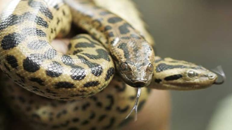 Nomoshkar Anacondas Amazon Giants Soon In Kolkata Thanks To This Tn Reptile Bank India News