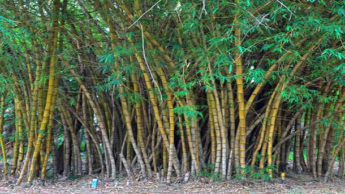 Bamboo forest