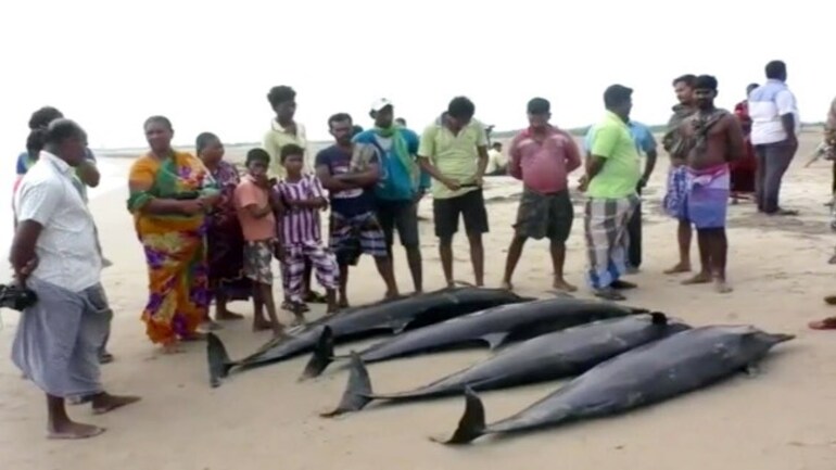 Dolphin Tamil Meaning Of Dolphin
