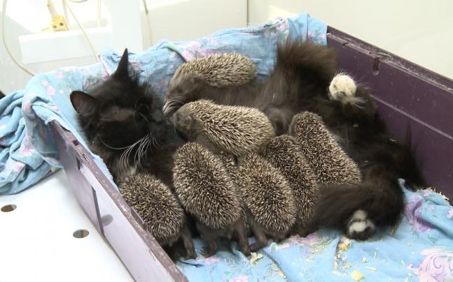 It's a purrrfect match! Felines adopt wild animal cubs - India Today