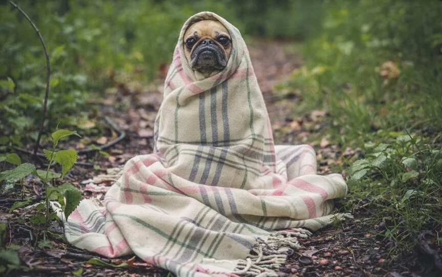 dog friendly blankets