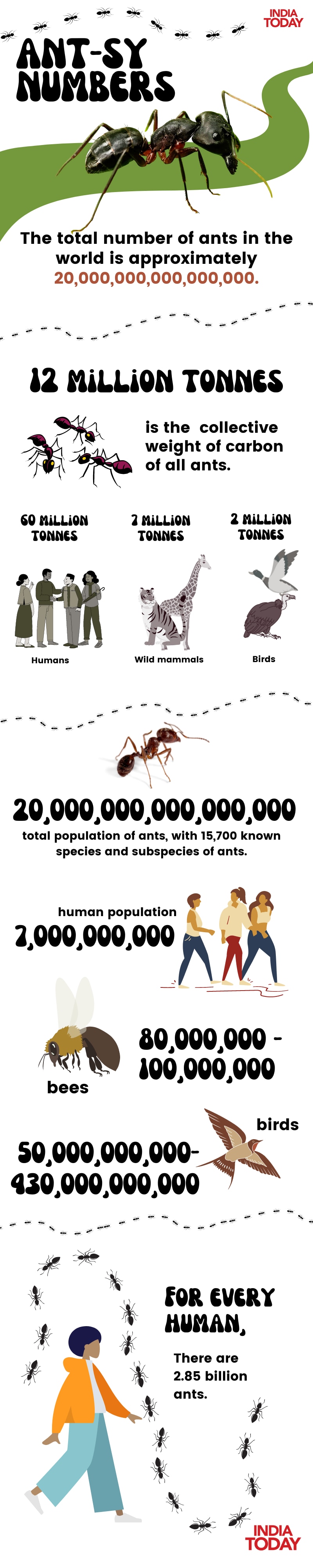 Antsy Numbers How Many Ants are There in India