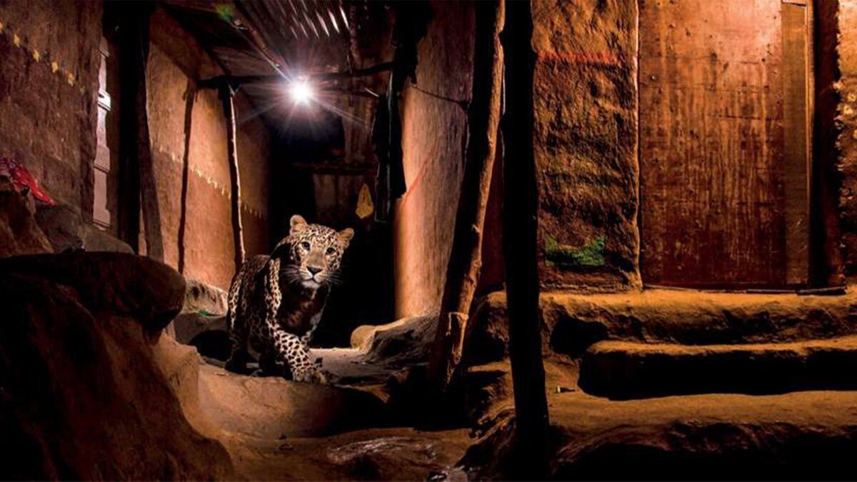 A leopard caught on camera in a village in Aarey Milk Colony; (Photo: Alamy)