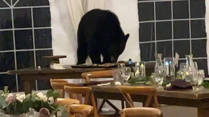 Bear crashes US couple's wedding reception, steals dessert - India Today