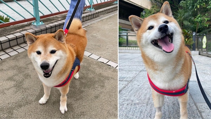 Cheems, viral meme dog, dies after battling cancer. Internet mourns - India Today