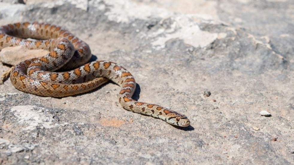 Snake rep