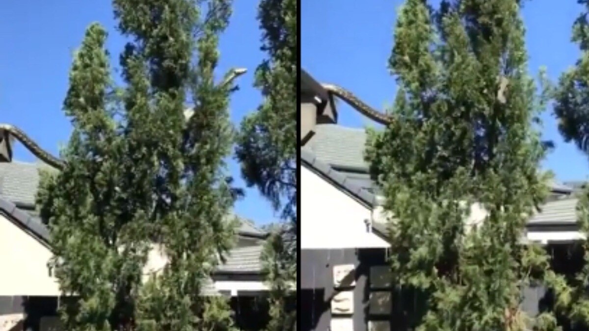 Australian family films 16-feet python slithering across their roof ...