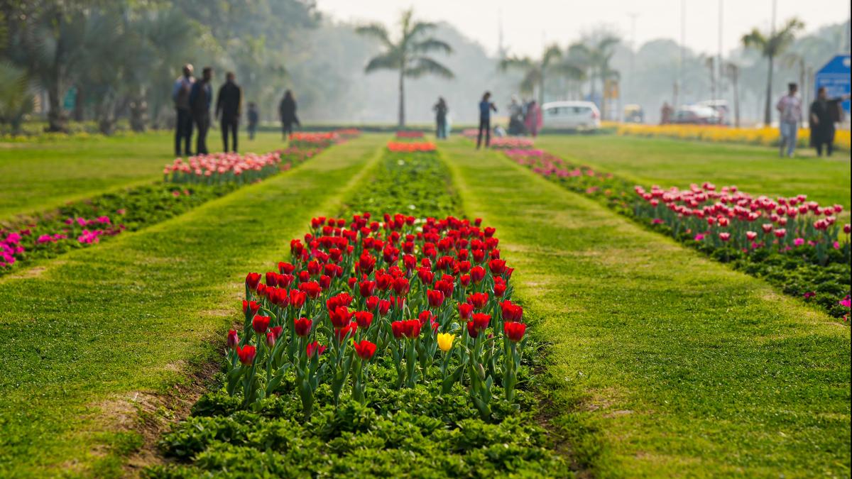 Tulips bloom in Delhi ahead of G20 summit In pics India Today