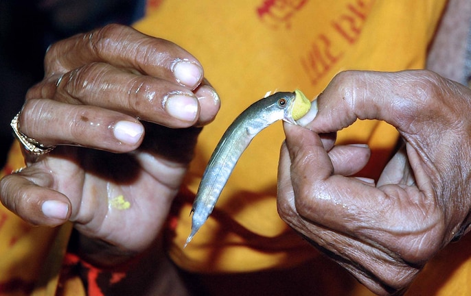 Fish Parsadam: An ancient ritual for 'asthma cure' in Hyderabad | In ...