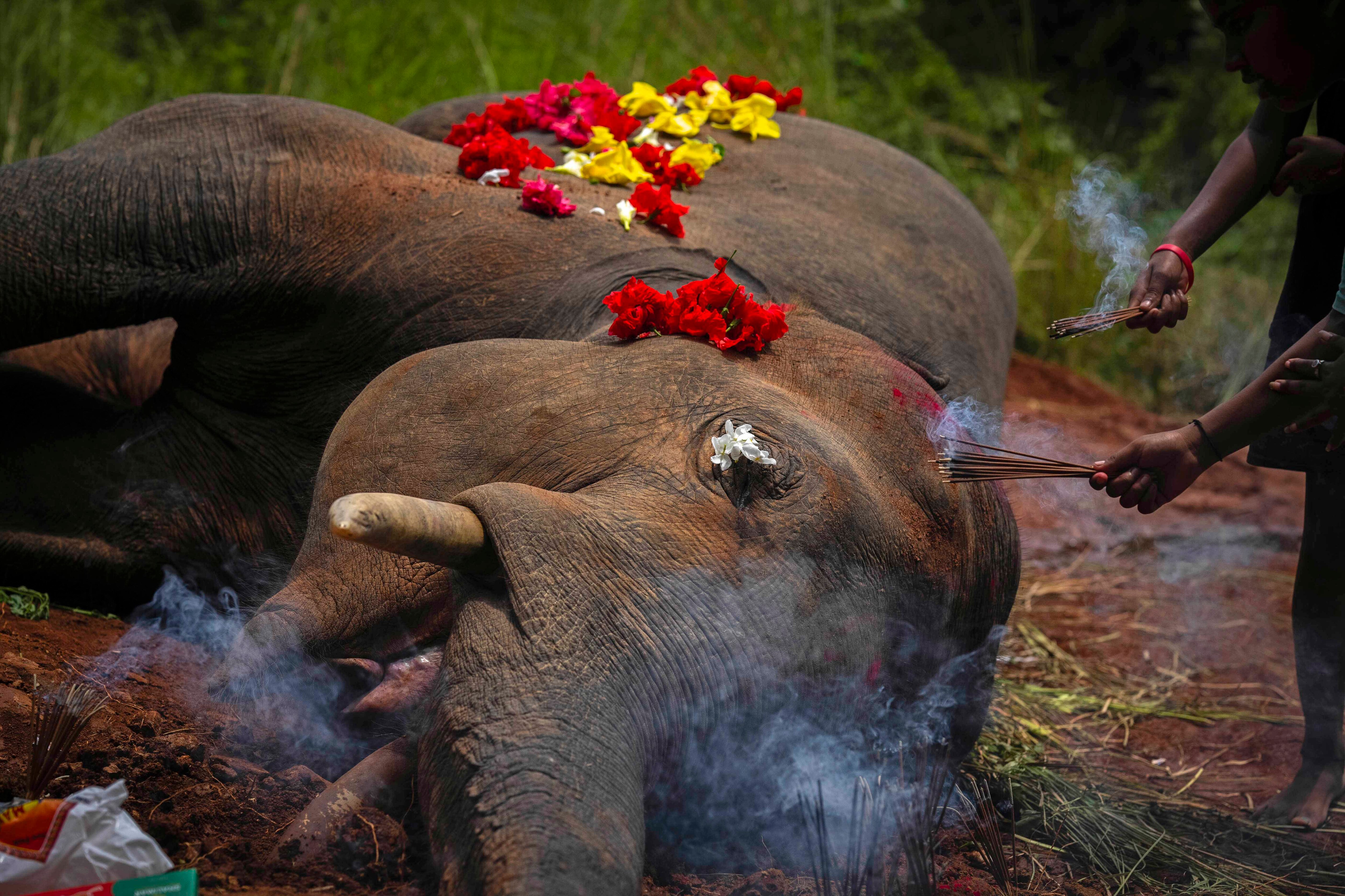 1-ap_india_elephant_killed_23222532924833.jpg