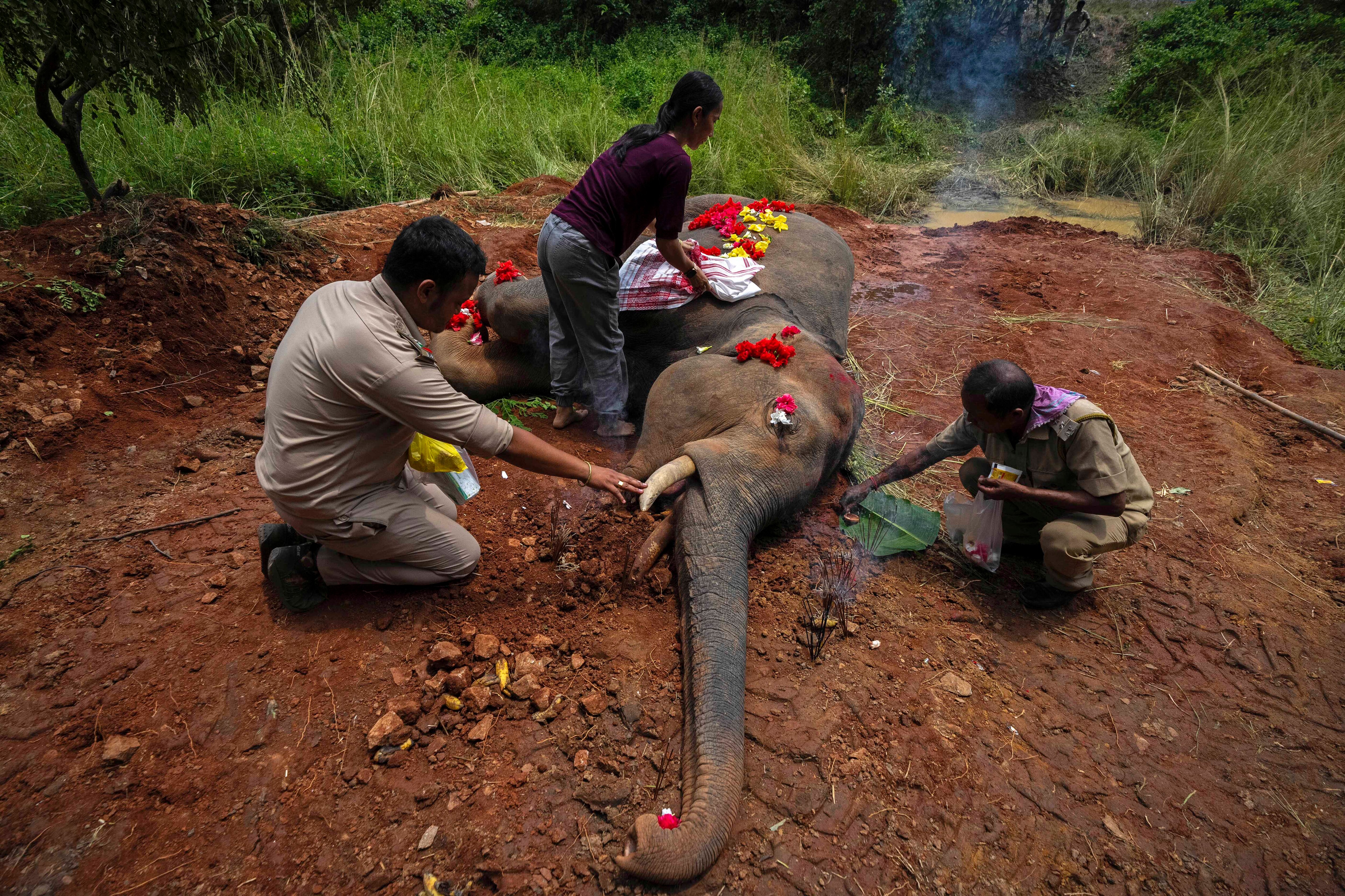 2-ap_aptopix_india_elephant_killed_23222526424169.jpg