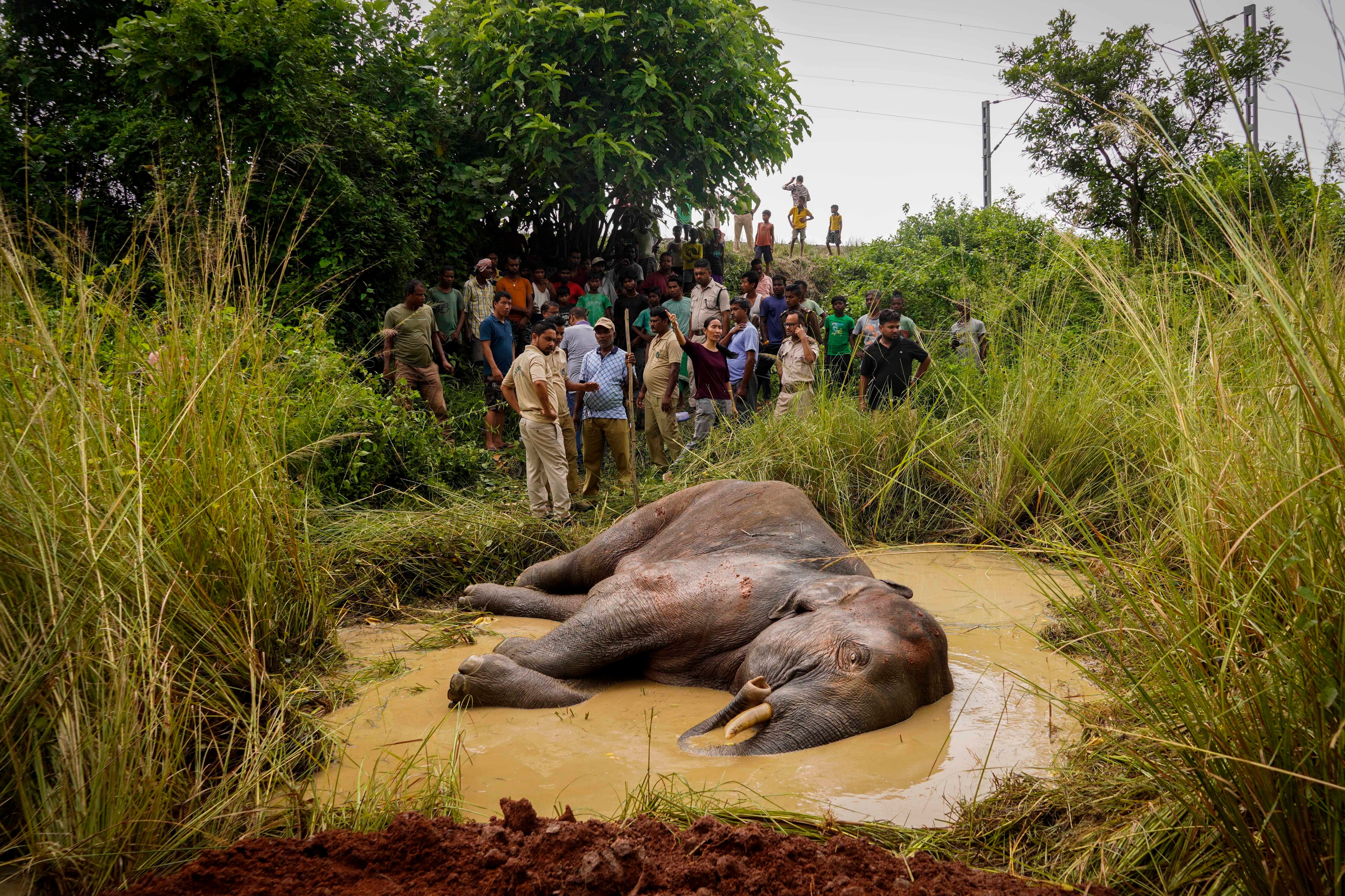 6-ap_india_elephant_killed_23222513654969.jpg