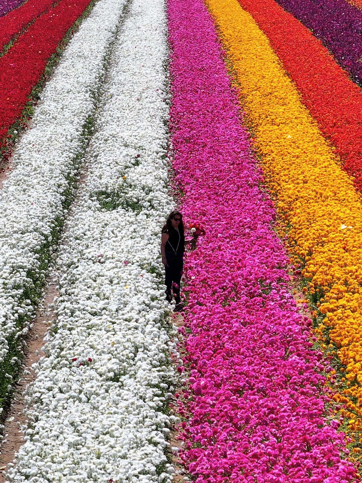 Spring in bloom: A symphony of colour and life - India Today