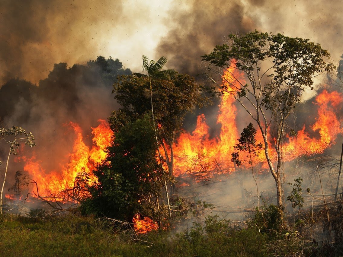 Amazon Rainforest 