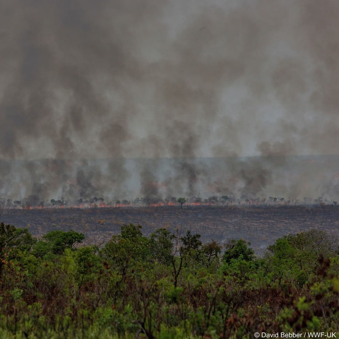 Amazon Rainforest 