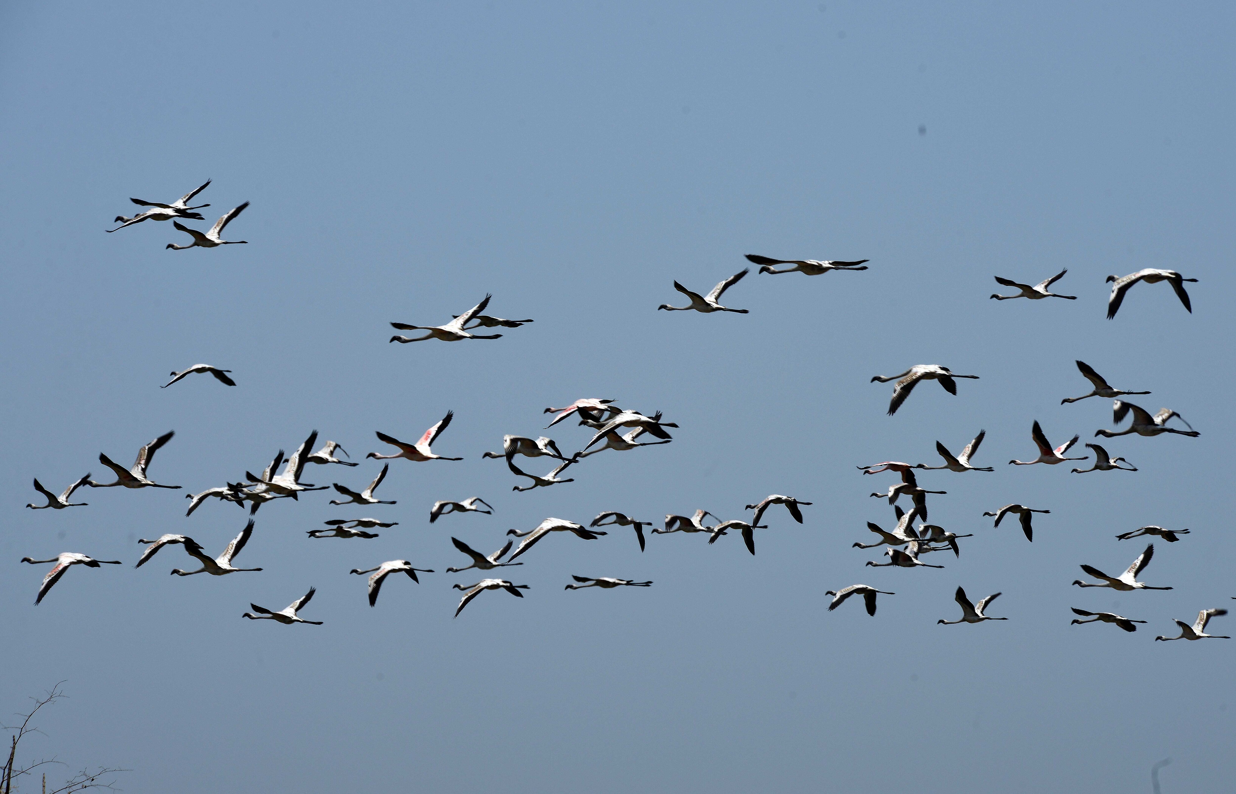 In pics: Thousands of flamingos turn Navi Mumbai a stunning pink ...