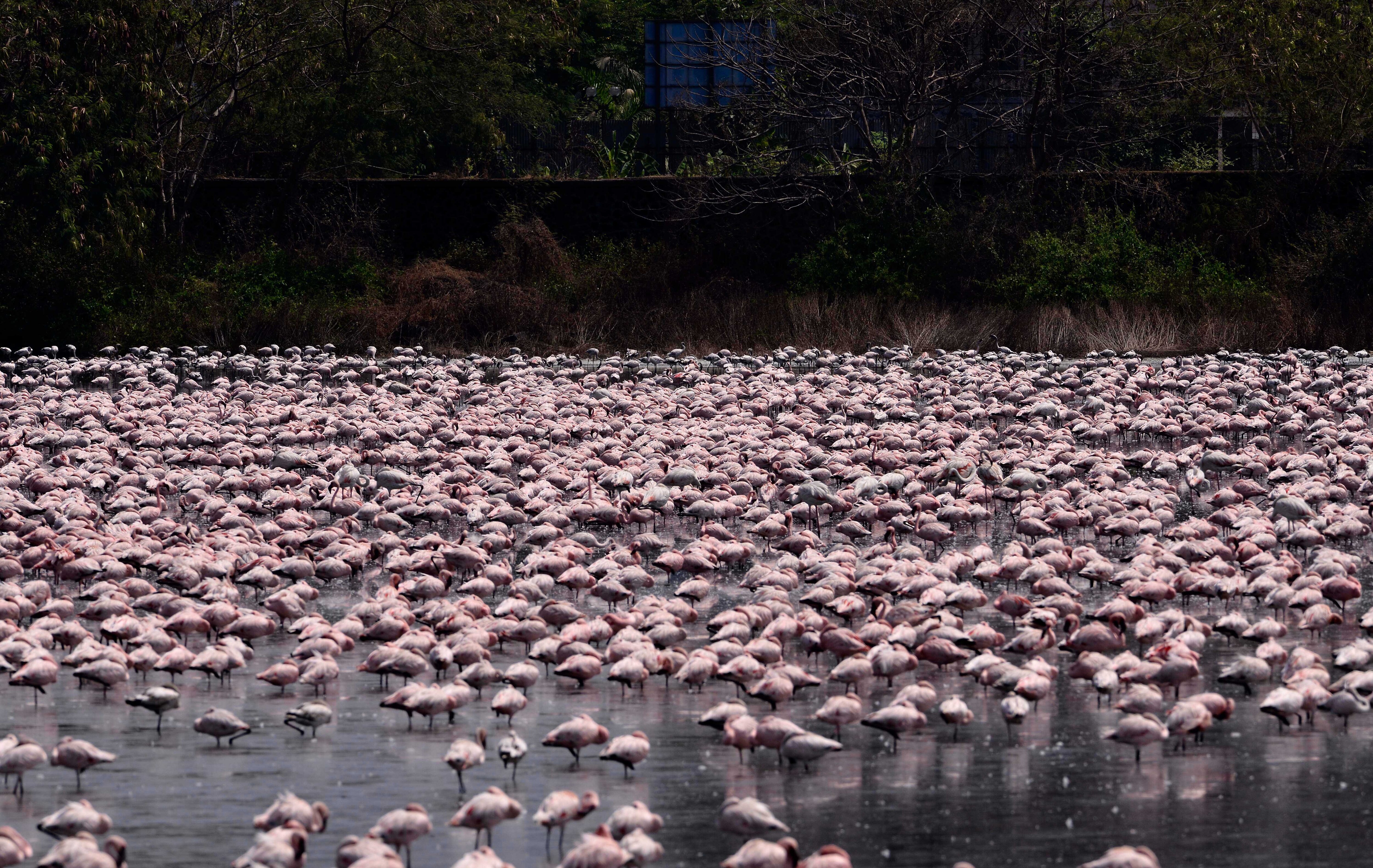 Sea of pink near Mumbai — why 1.3 lakh flamingos have flocked to Thane  Creek, the 'highest ever