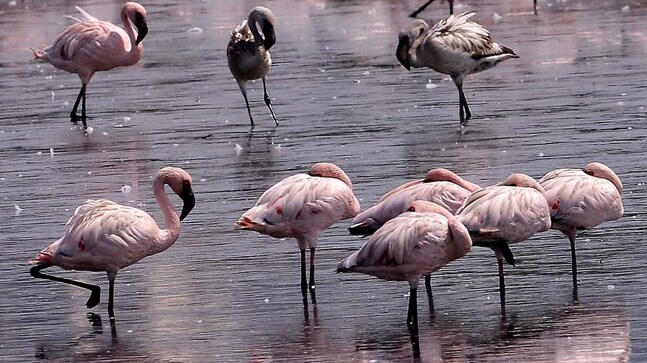 Thousands of flamingos arrive at Navi Mumbai creek Photo: Milind Shelte Thousands of flamingos arrive at Navi Mumbai creek Photo: Milind Shelte