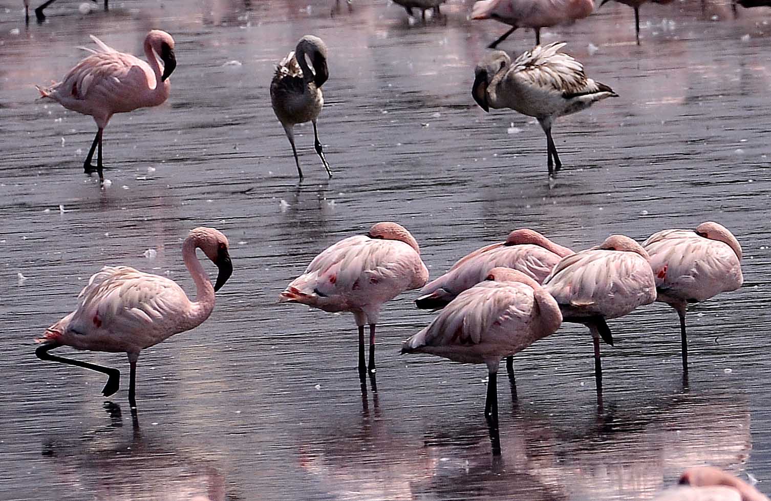 In pics: Thousands of flamingos turn Navi Mumbai a stunning pink - India  Today