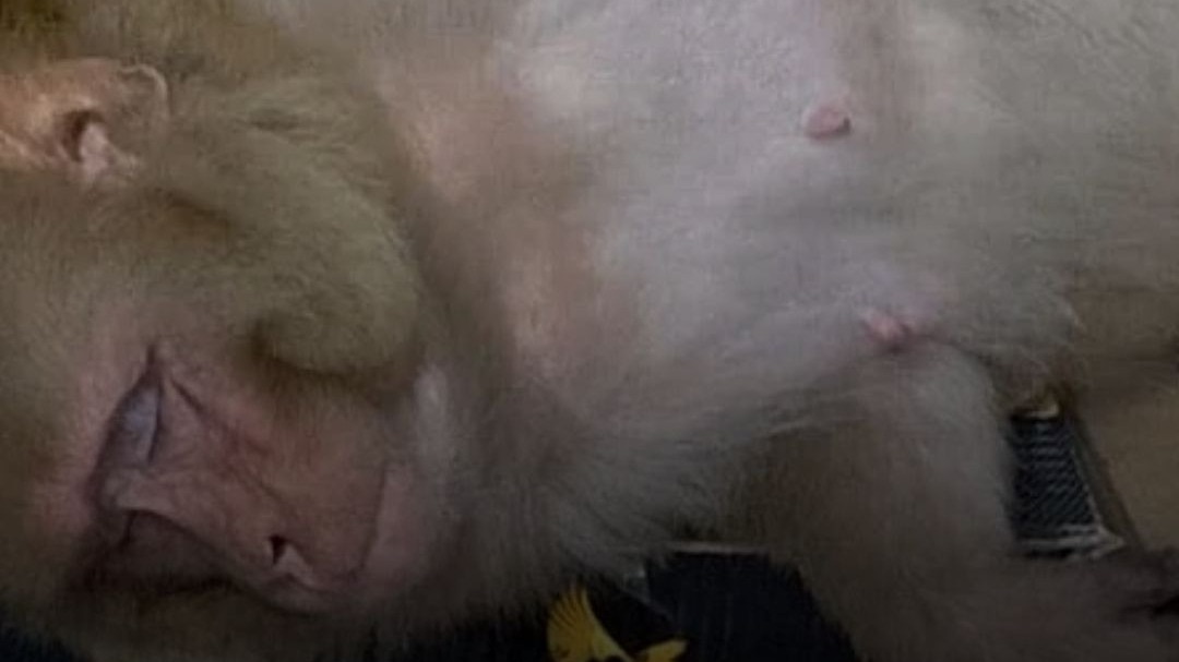 Monkey crashes into liquor shop, grabs a drink, takes a nap