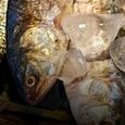 hilsa hilsa