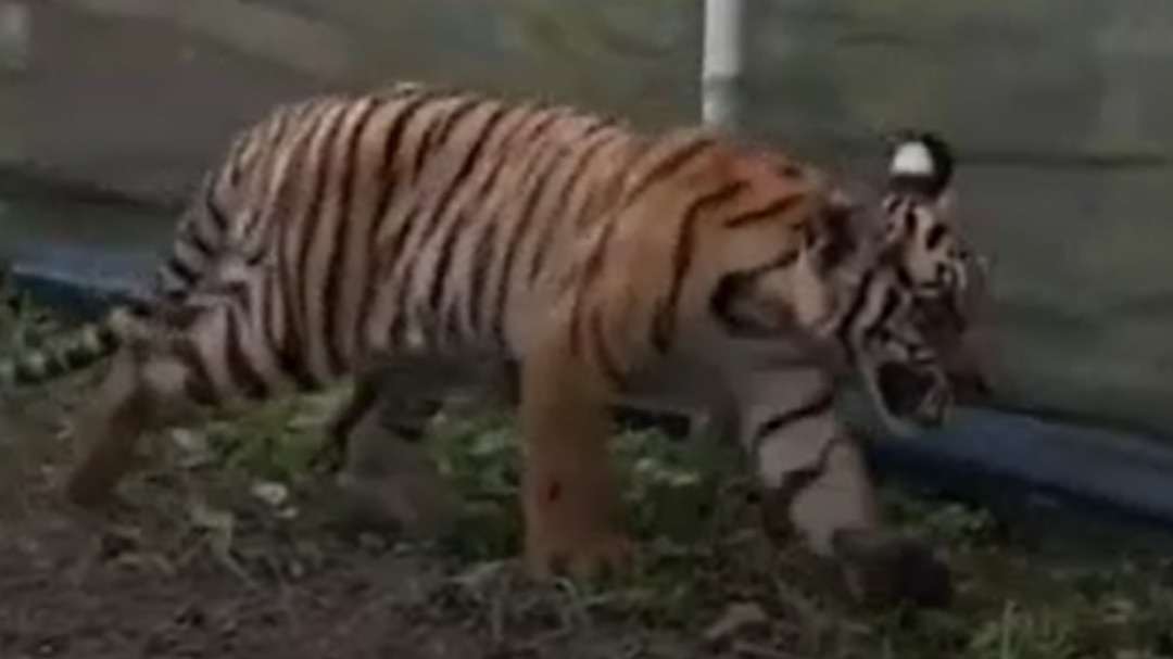 Royal Bengal tiger cub goes 'veggie shopping', gets trapped in net