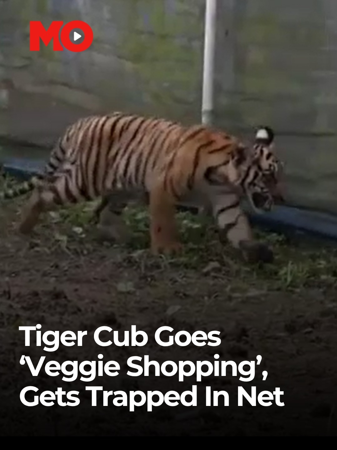 lost tiger cub 