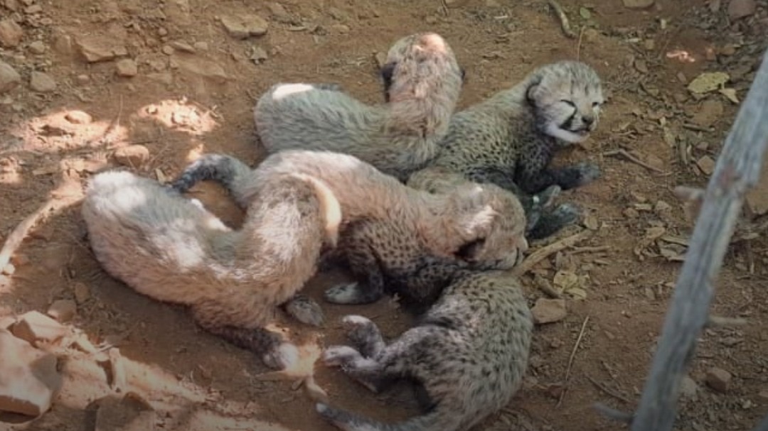 5 more cheetah cubs born in Kuno as India's population hits 60