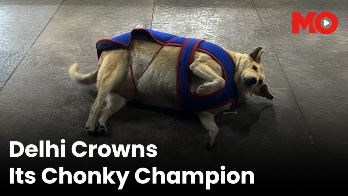 Delhi crowns its chonky champion